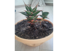 20151005 113639 HDR.jpg