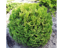 101,2���. ��� Thuja occidentalis Tiny Tim.jpg