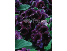 73,75���. ��������� ����� �������(�������� ���� �� 2 ��., ����������� ����� 1��.)���15.jpg