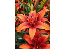 45,18���. ����� ��� ����(�������� ���� �� 5 ��., ����������� ����� 1��.).jpg