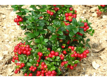 �������� ��� ����-180