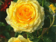 ����� 220���. (����� �������� ��� 7��.).jpg