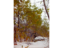 IMG 20151011 094204.jpg