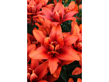 50,36���. ����� ������(�������� ���� �� 5 ��., ����������� ����� 1��.)���16.jpg