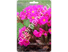 ����� �����.jpg