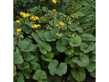 ��������� �������� ���������.jpg