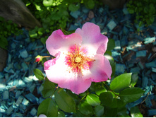 Peace and Love (1).JPG