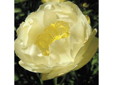 Trollius-alabaster.jpg