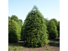 111,1���. ����� Tsuga canadensis.jpg