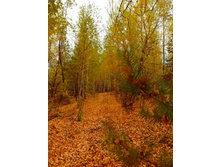 IMG 20151001 125756.jpg