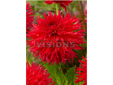 87,5���. �������� �������� ���� �������(�������� ���� �� 1 ��., ����������� ����� 1��.)���16.jpg