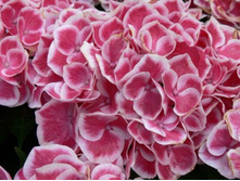 ��������� �������-176