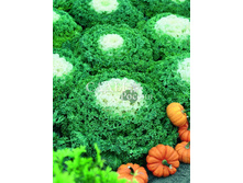 ������� ������������ ����� ����� 5��.�� 12.jpg