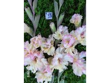 18 ��������� ����