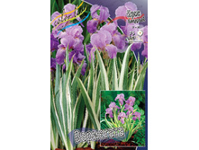 163,4���. ���� (pallida) ���������(�������� ���� �� 1 ��., ����������� ����� 1��.)���16.jpg