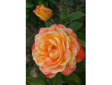 ������� 220���. (����� �������� ��� 20��.).jpg