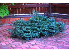 530,2���. ����� Abies koreana Blue Emperor.jpg