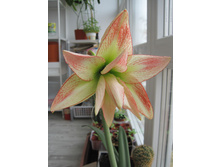 Aphrodite - ��������