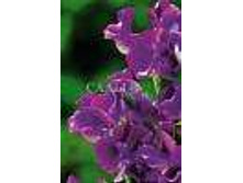 �������� ������� ��� ���� 10�� 14,5.jpg