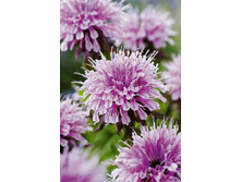 83,8���. ������� �������� ����(�������� ���� �� 1 ��., ����������� ����� 1��.).jpg