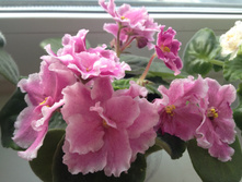 ������� �� ���������