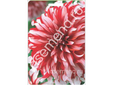 ����� �����.jpg