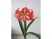 Avanti - ������