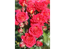 ���� ���������� 220���. (����� �������� ��� 7��.).jpg