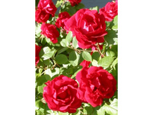 ����� 220���. (����� �������� ��� 10��.).jpg