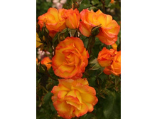 ������� 220���. (����� �������� ��� 20��.).jpg