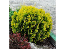 113,3���. ��� Thuja occidentalis Amber Glow.jpg