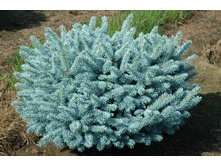 442,2���. ��� Picea pungens Glauca Globosa.jpg