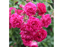 170���. ���� ��������� �������� ���16.jpg