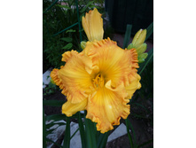 ������ ������