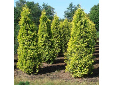 95,7���. ��� Thuja occidentalis Yellow Ribbon.jpg