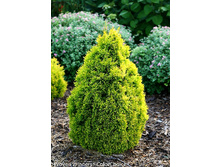 167,2���. ��� Thuja occidentalis Filips Magic Moment.jpg