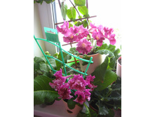 Jasmin � Pola.jpeg