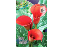 71,75���. ����� ��� �����(�������� ���� �� 2 ��., ����������� ����� 1��.).jpg