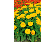 ��������� �������� ֣���� 20�� 8,5.jpg