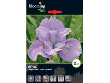 Iris-siberica-Dear-Delight.jpg