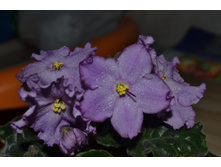 ��-������ �������