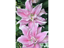 59���. ����� ROSELILY ����(�������� ���� �� 5 ��., ����������� ����� 1��.)���15.jpg