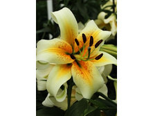 41,72���. ����� ������ ���(�������� ���� �� 5 ��., ����������� ����� 1��.).jpg