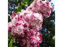 306���. ������ ����������� ��������.jpg