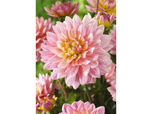 80,2���. �������� ���� ������(�������� ���� �� 1 ��., ����������� ����� 1��.)���15.jpg