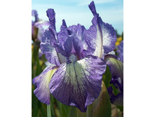 67,45���. ���� (pumila) ����� �����(�������� ���� �� 2 ��., ����������� ����� 1��.).jpg