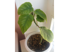 20151005 113801 HDR.jpg