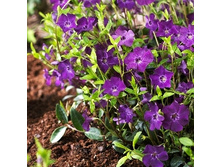 120���. �������� ����� ������������ .jpg