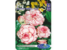 ������ ����-�������.jpg