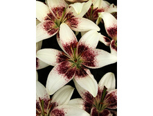 27,88���. ����� ���� �������(�������� ���� �� 5 ��., ����������� ����� 1��.).jpg